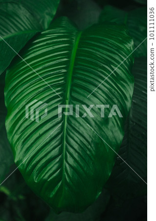 Tropical banana leaf texture, large palm foliage nature dark green background Tropical banana leaf texture, large palm foliage nature dark green background 101111036