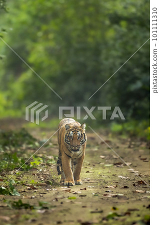 wild bengal male tiger or panthera tigris head on in natural green scenic background looking at camera in winter evening safari at dhikala jim corbett national park forest reserve uttarakhand india wild bengal male tiger or panthera tigris head on in natural green scenic background looking at camera in winter evening safari at dhikala jim corbett national park forest reserve uttarakhand india 101111310