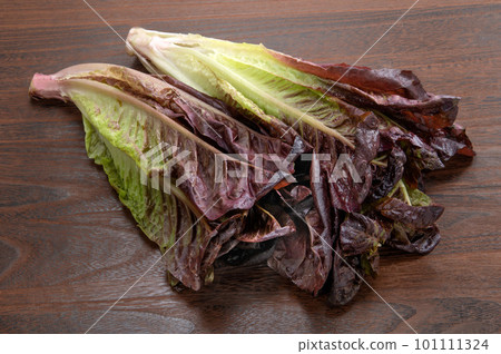 Red Romaine lettuce 101111324
