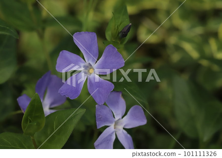 日本早春花園中長春花的藍紫色花 101111326