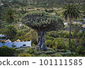 Ancient Dragon Tree in Icod de los Vinos town on Tenerife, Canary Islands, Spain. Famous Drago in Parque. Symbol of Tenerife, the largest and the oldest living Dracaena Draco in the world. 101111585