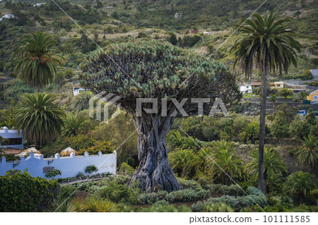 Ancient Dragon Tree in Icod de los Vinos town on Tenerife, Canary Islands, Spain. Famous Drago in Parque. Symbol of Tenerife, the largest and the oldest living Dracaena Draco in the world. Ancient Dragon Tree in Icod de los Vinos town on Tenerife, Canary Islands, Spain. Famous Drago in Parque. Symbol of Tenerife, the largest and the oldest living Dracaena Draco in the world. 101111585