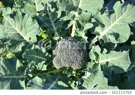 收穫西蘭花 101111705