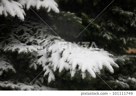 Large close-up on the evergreen branches of a coniferous tree in winter 101111749