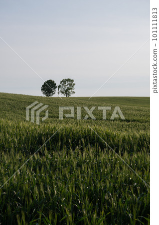 Early summer green wheat field Biei Town 101111813