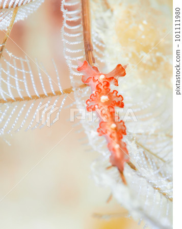 carnation nudibranch 101111980