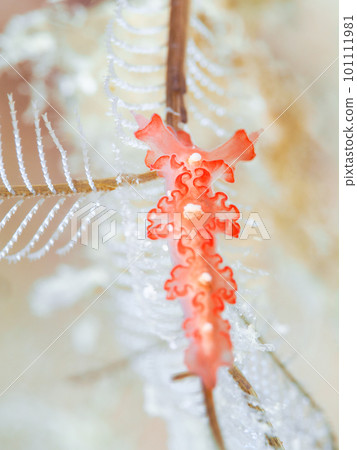 carnation nudibranch 101111981
