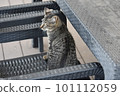 kitten sitting on a chair 101112059