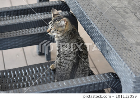 kitten sitting on a chair kitten sitting on a chair 101112059