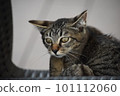 cat looking down 101112060