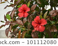 twin hibiscus 101112080