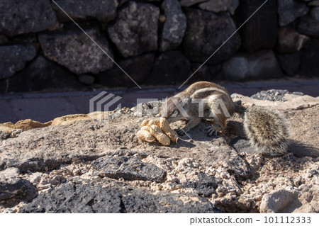 Chipmunk and peanuts, Fuerteventura, Spain Chipmunk and peanuts, Fuerteventura, Spain 101112333