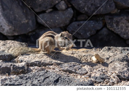 Chipmunk and peanuts, Fuerteventura, Spain 101112335