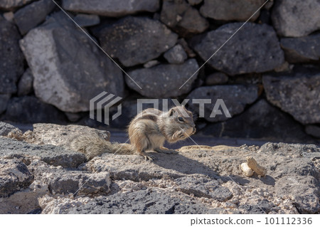 Chipmunk and peanuts, Fuerteventura, Spain Chipmunk and peanuts, Fuerteventura, Spain 101112336