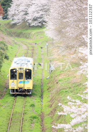 一排排櫻花樹和404號車“七花號”（平成築豐鐵道） 101112387