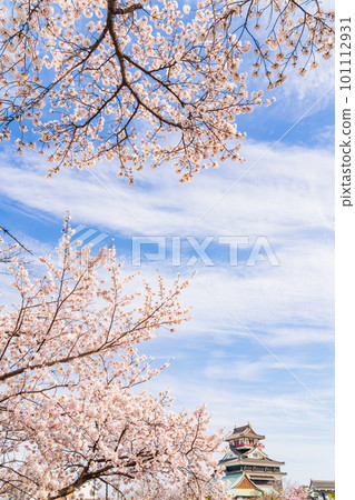 Kiyosu Castle in spring, cherry blossoms in full bloom <Kiyosu City, Aichi Prefecture> 101112931