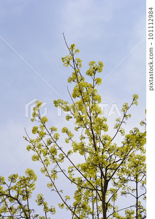 Norway maple 101112984