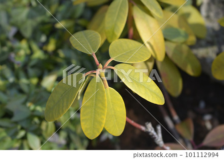 Catawba rhododendron Grandiflorum Catawba rhododendron Grandiflorum 101112994