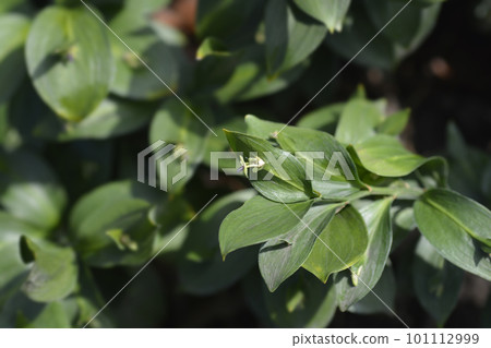 Spineless butchers broom Spineless butchers broom 101112999