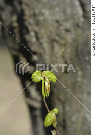 Common hornbeam Common hornbeam 101113014