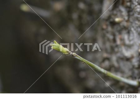 Boxelder maple 101113016