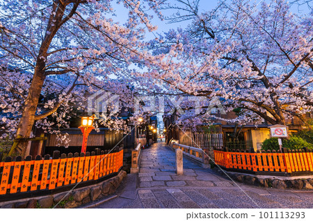 Kyoto in spring, Gion Shirakawa with cherry blossoms in full bloom, before dawn 101113293