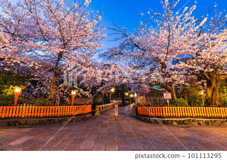 Kyoto in spring, Gion Shirakawa with cherry blossoms in full bloom, before dawn 101113295