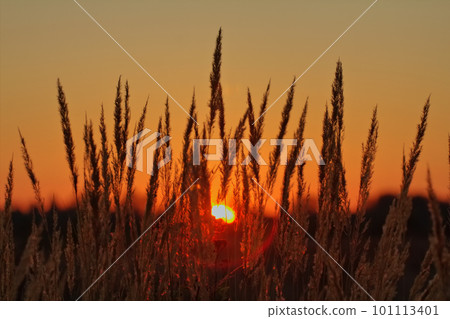 Sunset for wonderful curtain from ears of foxtail Sunset for wonderful curtain from ears of foxtail 101113401