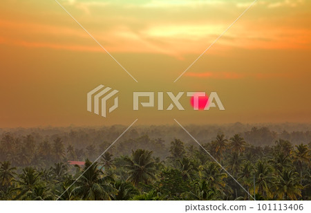 vague beckoning palm groves of India 101113406