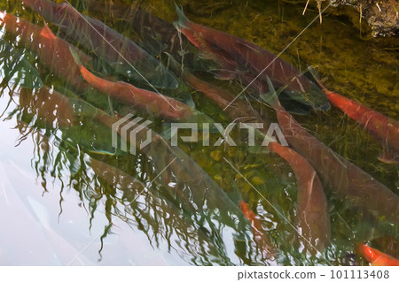main run blue-backed salmon 4 main run blue-backed salmon 4 101113408