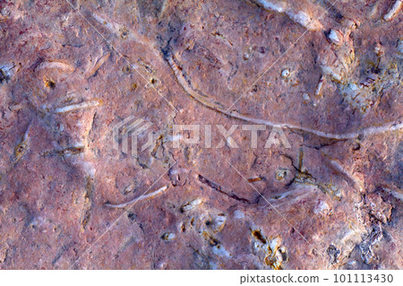 invertebrate fossils invertebrate fossils 101113430