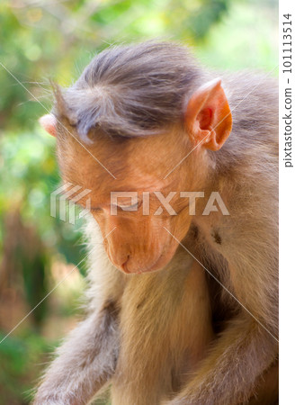 Indian macaques, bonnet macaques, or (lat. Macaca radiata). Indian macaques, bonnet macaques, or (lat. Macaca radiata). 101113514