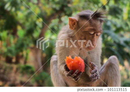 Indian macaques, bonnet macaques, or (lat. Macaca radiata). Indian macaques, bonnet macaques, or (lat. Macaca radiata). 101113515