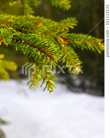 Winter Branch Of Pine Winter Branch Of Pine 101113535