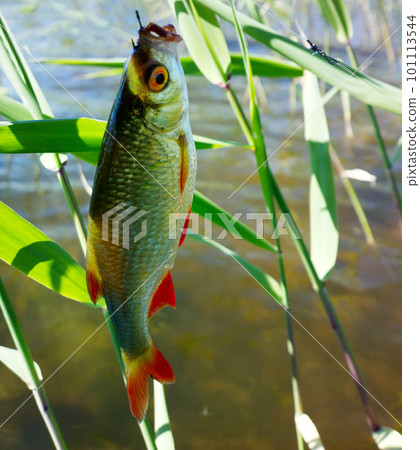 Golden Rudd - summer lake fishing 101113544