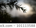 露珠在逆光中閃耀 101113588