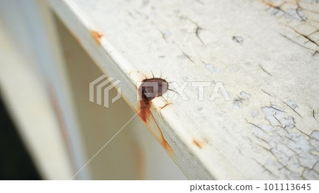 Painting of rusting pedestrian bridge handrails Painting of rusting pedestrian bridge handrails 101113645