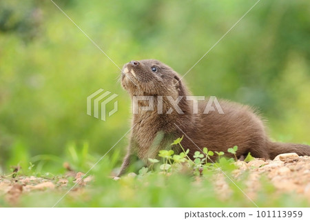 Adorable eurasian otter baby in summer Adorable eurasian otter baby in summer 101113959
