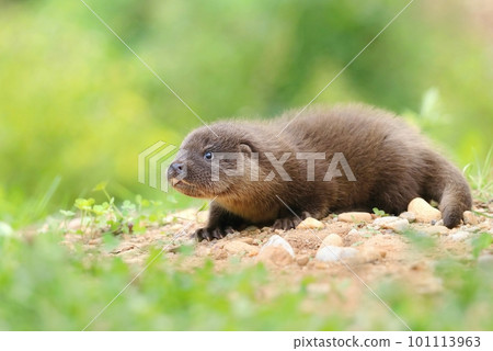 Adorable eurasian otter baby in summer 101113963