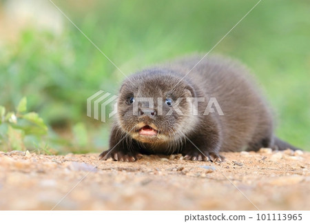 Adorable eurasian otter baby in summer Adorable eurasian otter baby in summer 101113965