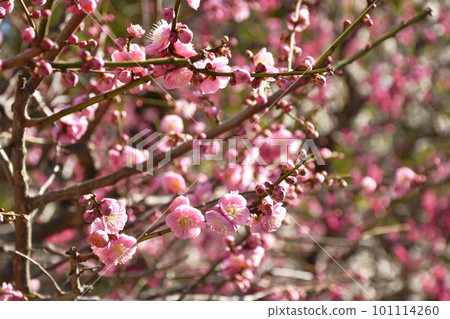 sakura pink  blossom blooming from branch in the park on Japan 101114260