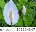 Peace - Elegance - Purity - Lily - Bud - Spring - Grow - Petal - Stem 101114347