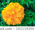 Vibrant - Daisy - Gold - Bloom - Horizontal - Marigold - Vibrant 101114350