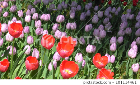 red tulips colorful tulip field red tulips colorful tulip field 101114461