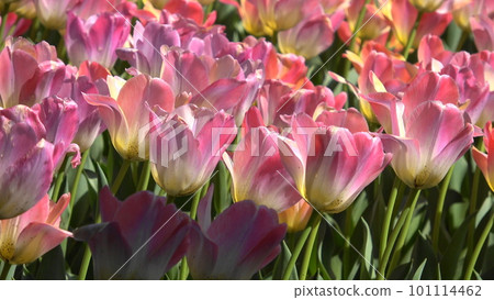 Beautiful tulip flower 101114462