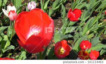 Red tulip 101114463