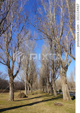 Row of poplar trees in Maeda Forest Park, spring 101114487