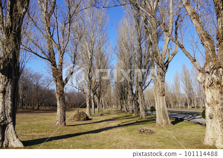前田森林公園一排楊樹，春天 101114488