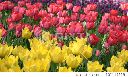Colorful tulip field Colorful tulip field 101114519