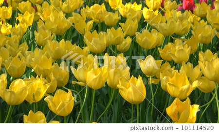 Yellow tulip Yellow tulip 101114520